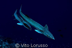 Fishs - Echeneis naucrates by Vito Lorusso 